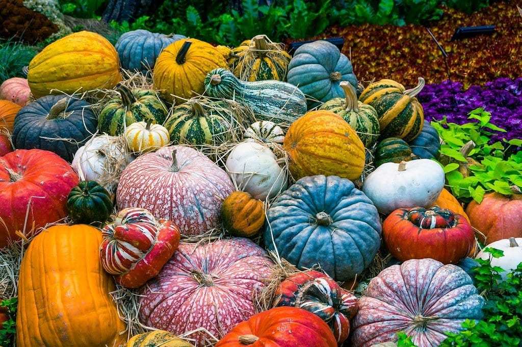 Protéger les cultures des nuisibles naturellement